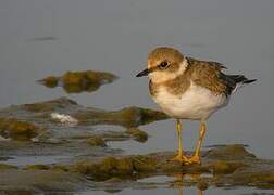 Little Ringed Plover