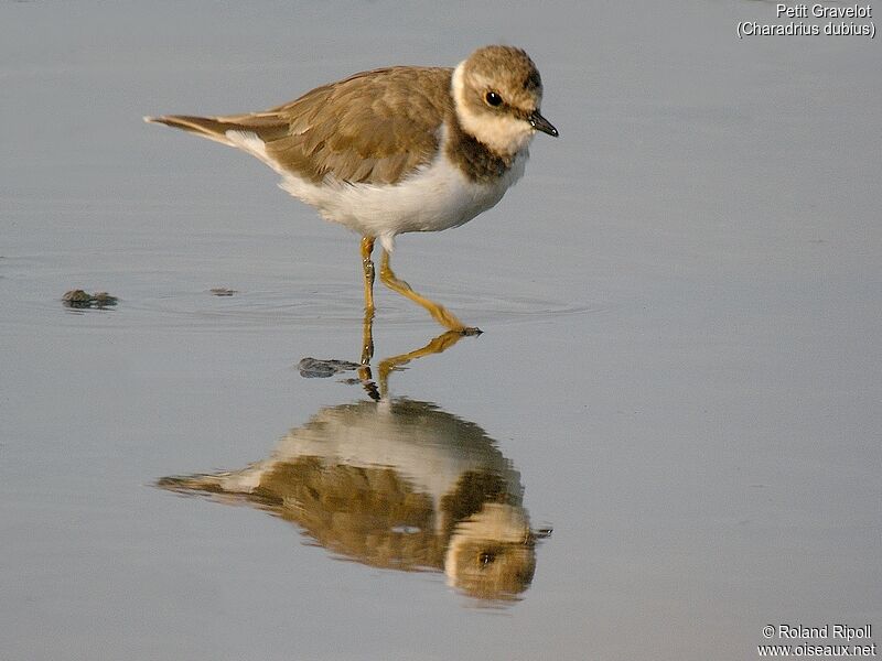 Little Ringed Ploverjuvenile