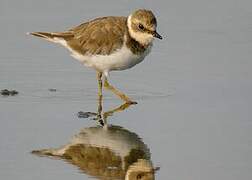 Little Ringed Plover