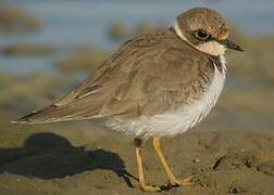 Little Ringed Plover