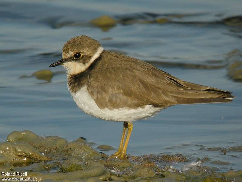 Little Ringed PloverFirst year, identification