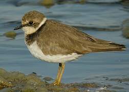 Little Ringed Plover