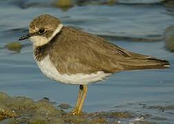 Little Ringed Plover