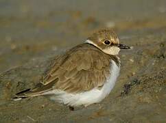 Little Ringed Plover