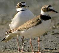 Little Ringed Plover