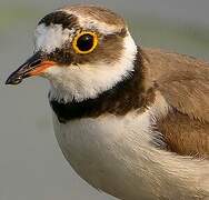 Little Ringed Plover