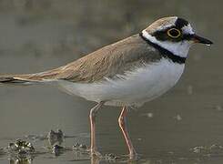 Little Ringed Plover