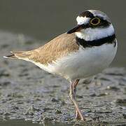 Little Ringed Plover