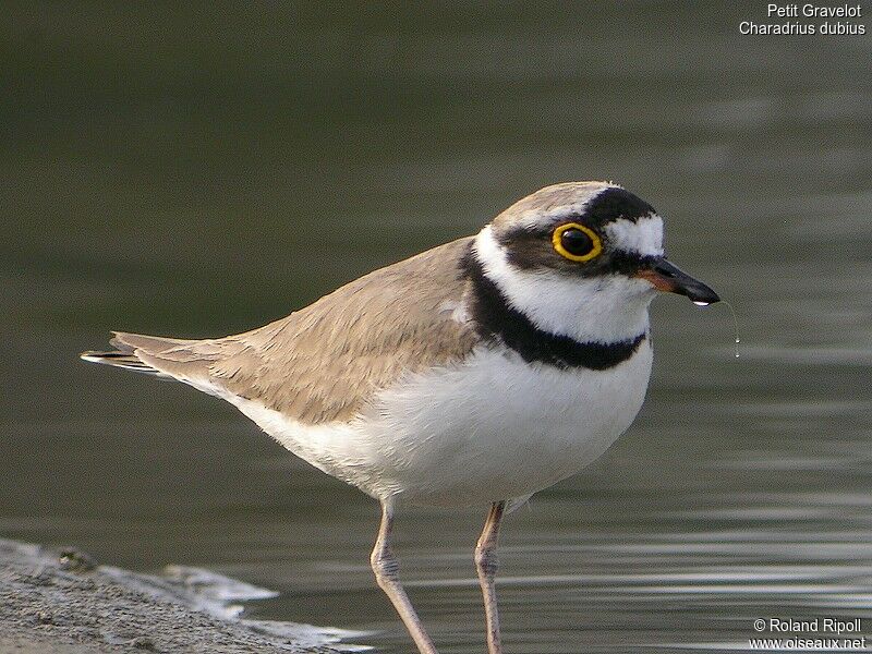 Little Ringed Ploveradult breeding