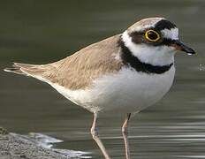 Little Ringed Plover