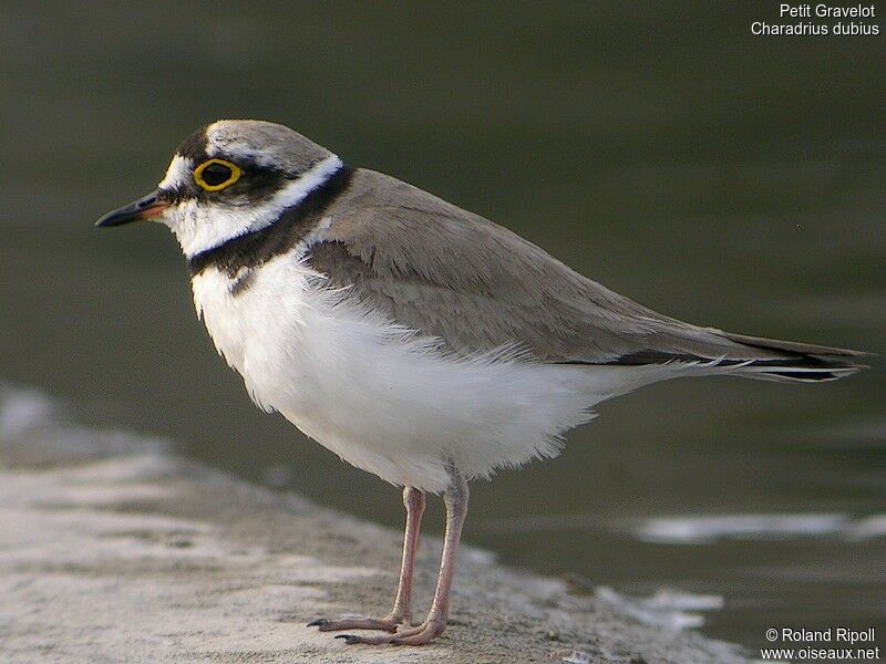 Little Ringed Ploveradult breeding