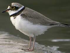 Little Ringed Plover