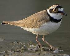 Little Ringed Plover