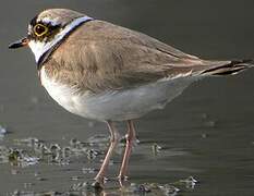 Little Ringed Plover