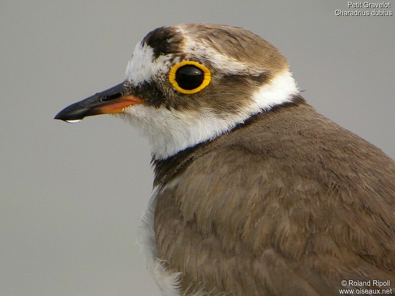 Little Ringed Ploveradult breeding