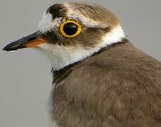 Little Ringed Plover