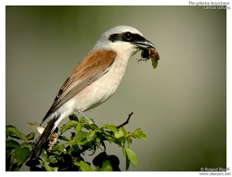 Red-backed Shrike male adult breeding