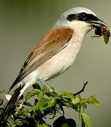 Red-backed Shrike