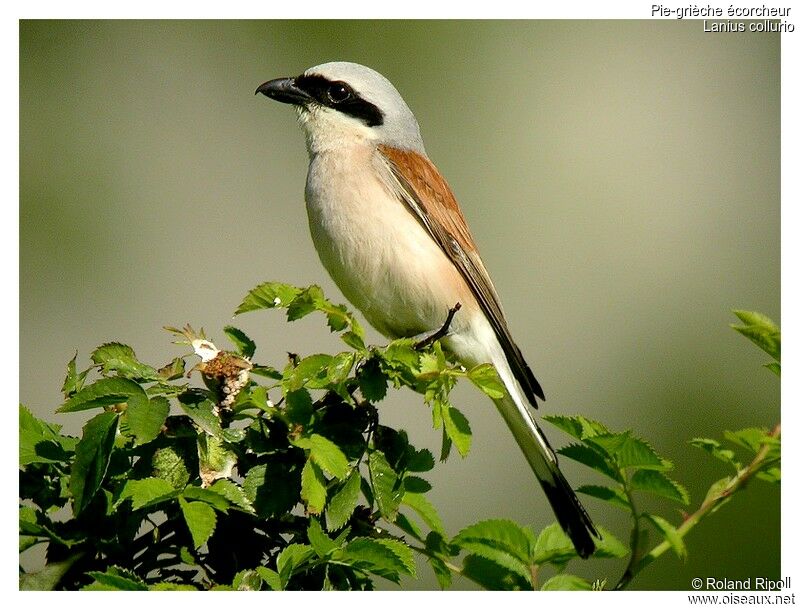 Red-backed Shrike male adult breeding