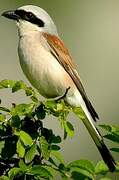 Red-backed Shrike