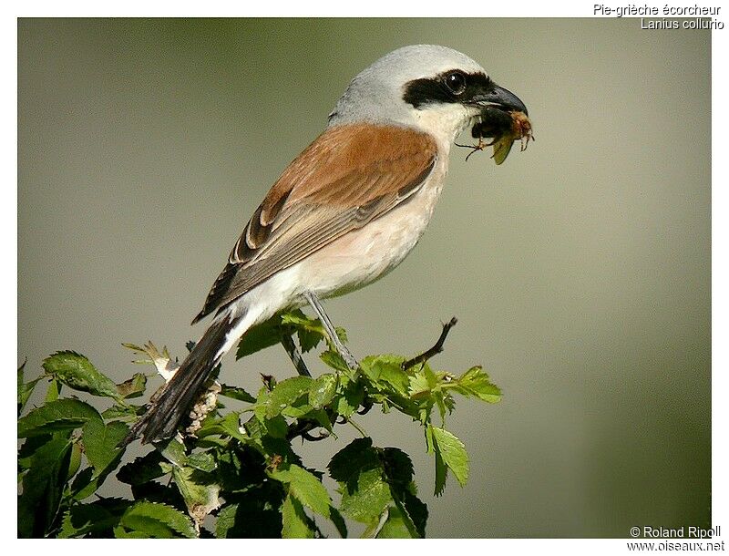 Red-backed Shrike male adult breeding, feeding habits