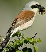 Red-backed Shrike