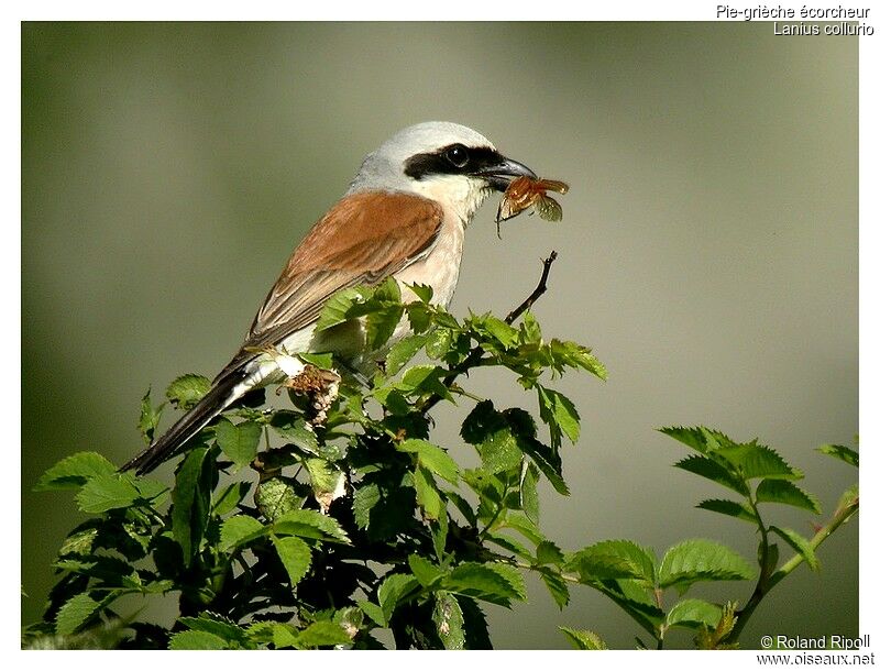 Red-backed Shrike male adult breeding, feeding habits