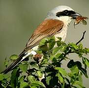 Red-backed Shrike