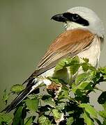 Red-backed Shrike