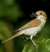 Red-backed Shrike