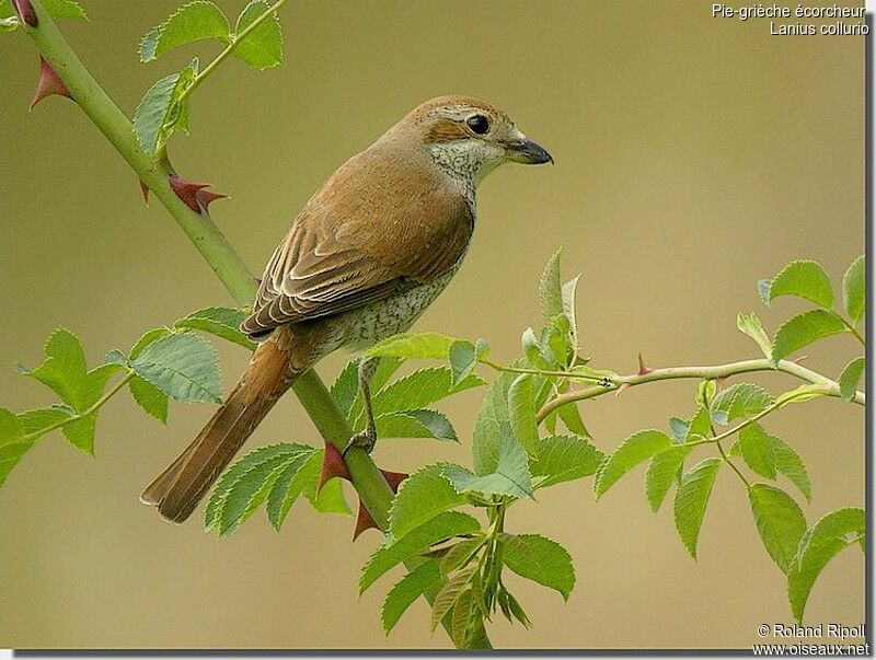 Red-backed Shrike female adult breeding, identification