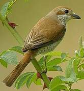 Red-backed Shrike