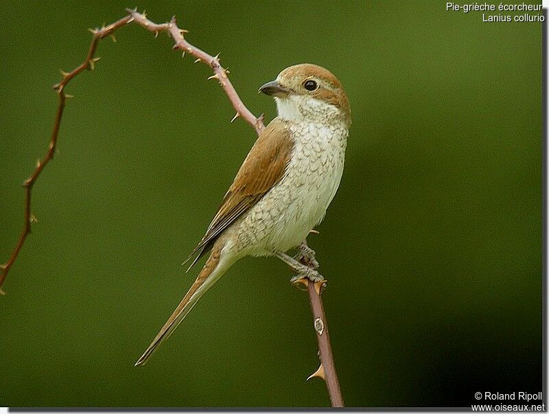 Red-backed Shrike female adult breeding, identification