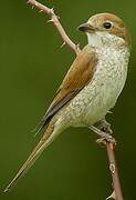 Red-backed Shrike