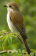 Red-backed Shrike