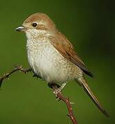 Red-backed Shrike