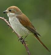 Red-backed Shrike