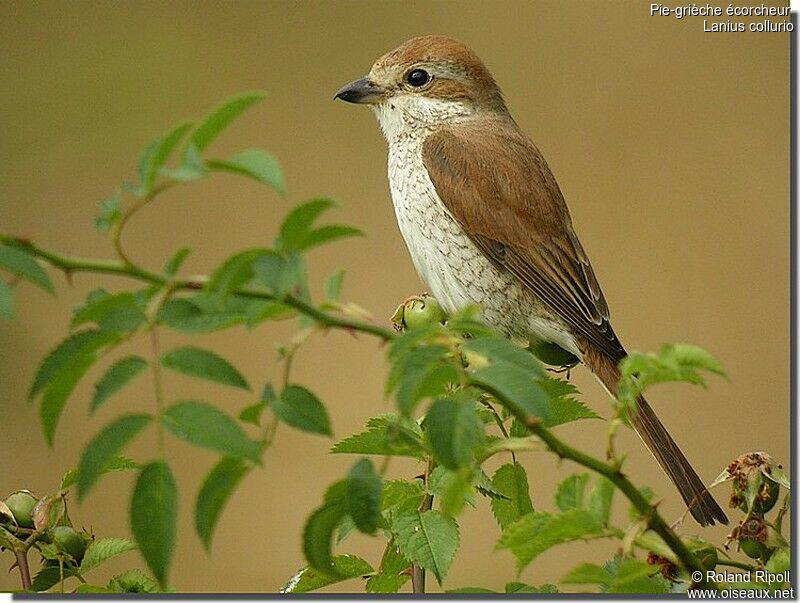 Red-backed Shrike female adult breeding, identification