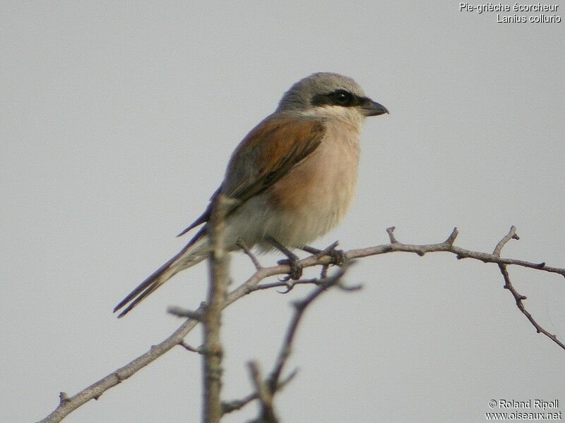 Red-backed Shrikeadult breeding