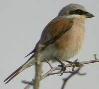 Red-backed Shrike