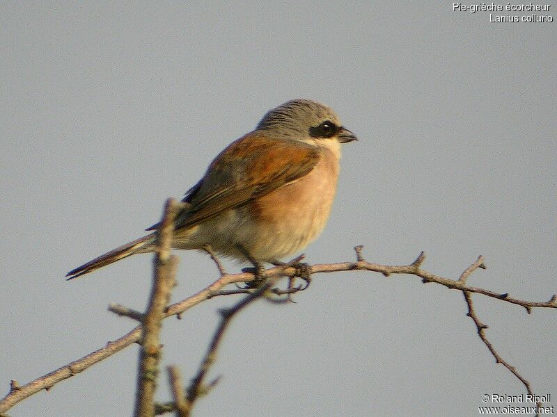 Red-backed Shrikeadult breeding