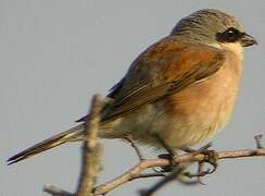 Red-backed Shrike