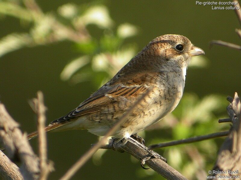 Red-backed Shrikejuvenile