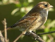 Red-backed Shrike