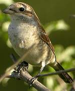 Red-backed Shrike