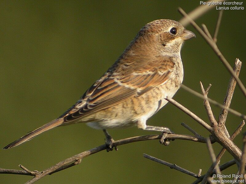 Red-backed Shrikejuvenile