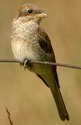 Red-backed Shrike