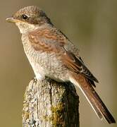 Red-backed Shrike