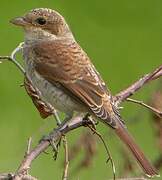 Red-backed Shrike