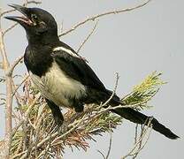 Eurasian Magpie